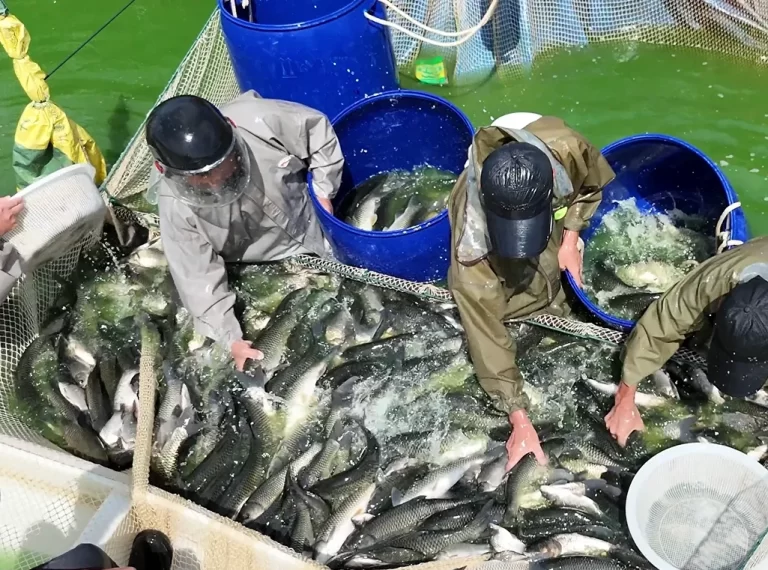 告别“年底卖鱼”老传统!“一年养1季半”热水鱼模式捕捉市场高价,亩利润破万元
