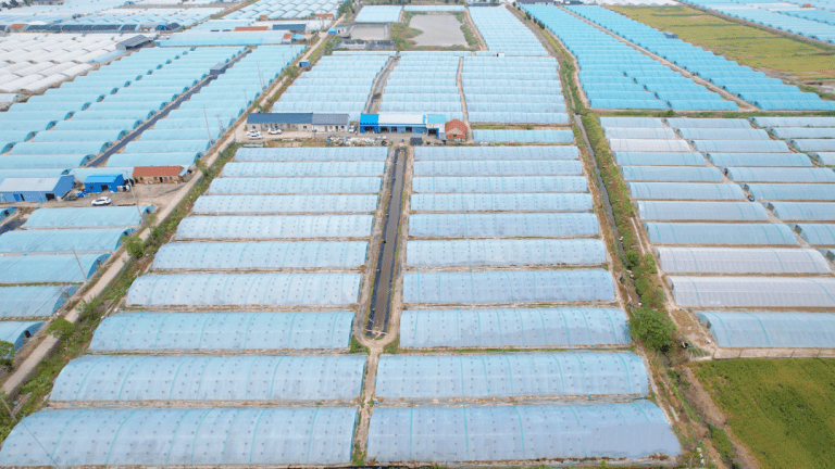 技术分享 | 秋造虾养殖关键期：做好这几点，应对高温暴雨挑战