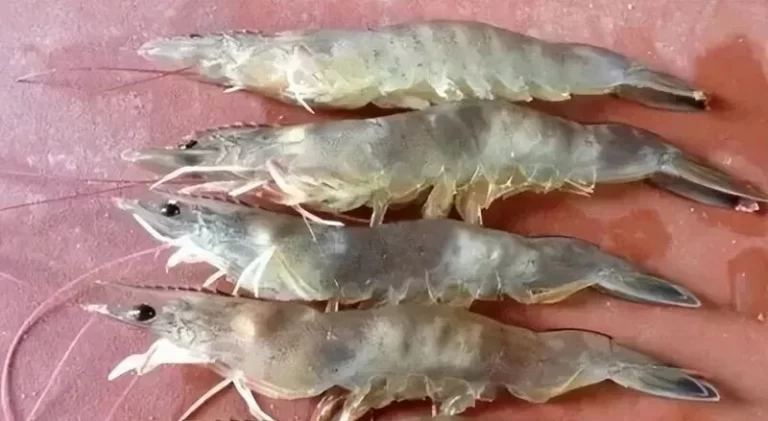 警惕对虾肌肉白浊：从病原分析到精准防治，应对季节性养殖挑战